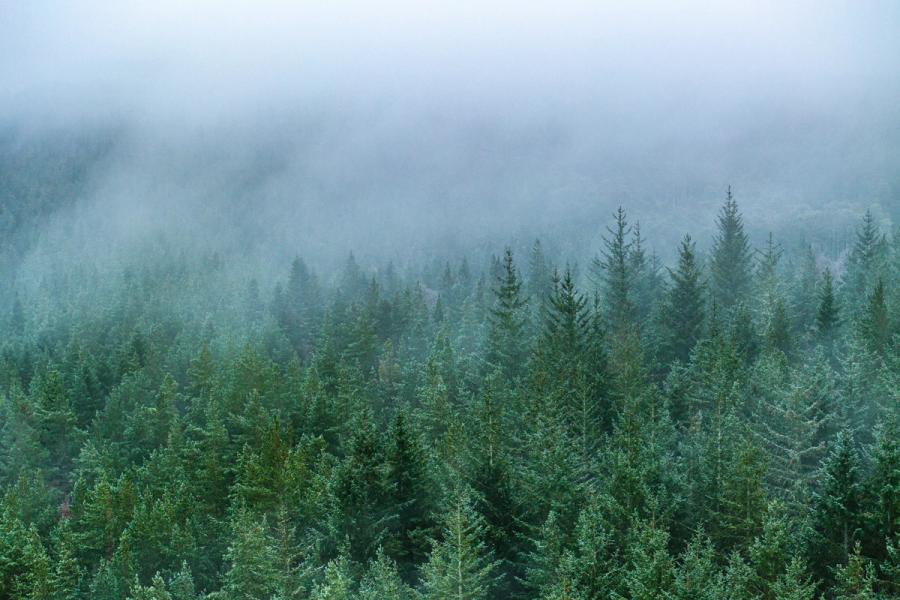A dense stand of conifers on a hillside near Kingussie dissolves into low cloud, the mist erasing the upper canopy and compressing the scene into layered tones of grey-green. The aerial vantage flattens perspective, reducing the forest to texture and gradient. Captured in late December, the muted palette and diffuse light give the image a quiet, suspended quality.