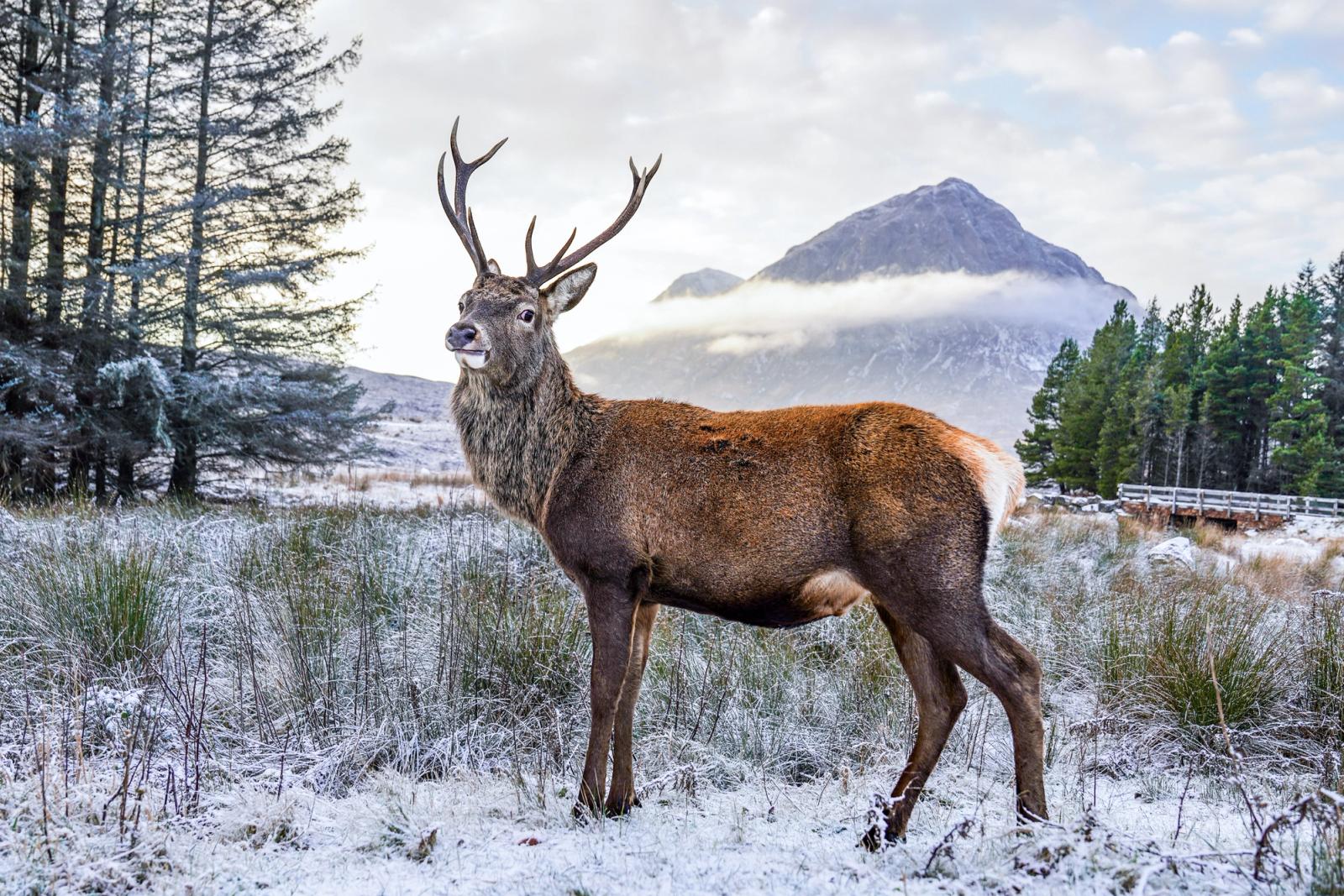 A red deer stag stands broadside on frost-bitten moorland, its breath just visible in the still air. Behind it, a conical Highland peak â likely Buachaille Etive MÃ²r in Glencoe â emerges from low cloud, framed by Scots pine and frost-white grass. The flat December light strips sentiment from the scene, leaving weight and cold.