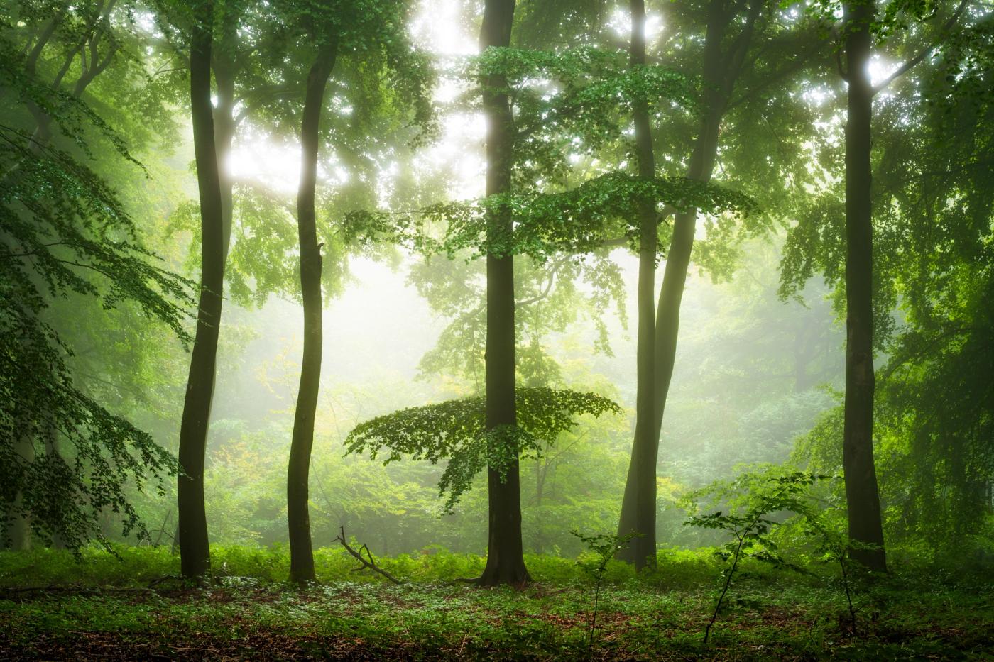 For this Summer photograph, I captured beech trees that were backlit during a foggy sunrise. I just love the pillars of the beech trunks, and the deep greens of the leaves. Temperatures in summer are now often very high, and woodlands provide essential shelter and cooler temperatures for our wildlife. Trees are extremely efficient at absorbing heat, and helping cool our environment.
From a composition perspective, I love how these trunks work together in silouhette. The low growth on the central tree provides a key focal point to the photograph, and as you study it, your eye is drawn to various other aspects, such as the glowing light in the woodland void behind, the younger trees in the foreground and the deep greens at the edges of the frame. I also love the monotone style of this photograph, being blacks, greens and whites. 
I captured this photograph with my Sony A7RIV paired with the Sigma 24-70mm f2.8 DG DN Art lens. 
Camera Settings were 3.2s, f/11, ISO100 at 48mm focal length on a tripod. 
Note: There was no wind on this morning, hence the use of a long shutter speed without impact on the photograph. I wanted to ensure the light was "glowing" through the trees, and that the trees were silouhetted.