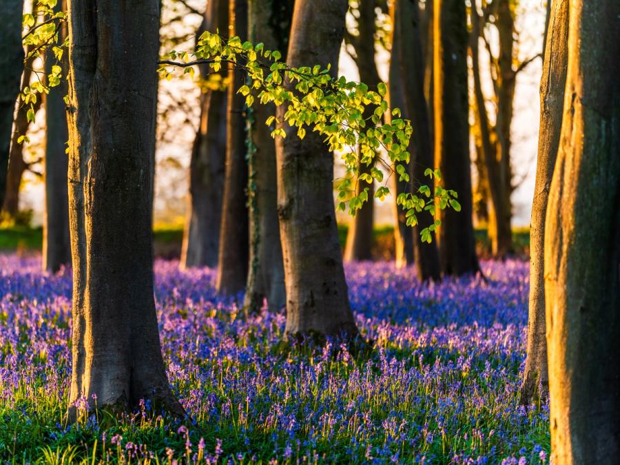 Low dawn light rakes across beech trunks at Badbury Clump near Faringdon, Oxfordshire, at peak bluebell flowering, the warm side-lighting separating each column of bark from the cool violet carpet beneath. A single arching branch of fresh beech leaf, backlit to translucency, draws the eye through the layered depth of the stand. The compression of a longer focal length tightens the trunks into a rhythm without losing the sweep of the ground flora.