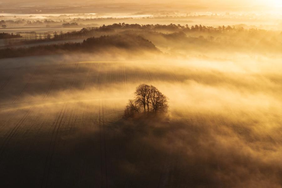 A small copse of bare-limbed trees emerges from a low temperature inversion rolling across arable fields on the slopes of Brightwell Barrow, near the Wittenham Clumps in Oxfordshire, photographed from altitude at first light in January. The mist moves in layered bands, backlit by a low winter sun, reducing the surrounding farmland to tonal abstraction. The isolated stand of trees anchors the composition as the sole vertical element in an otherwise formless, luminous ground.