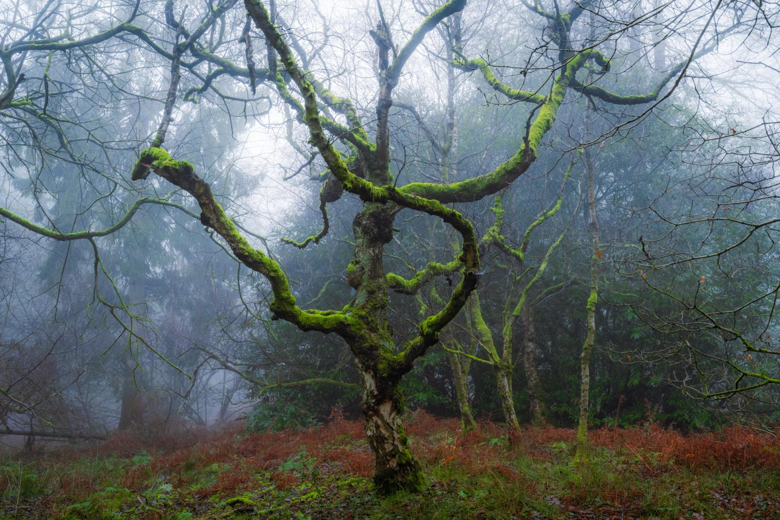 A solitary deciduous tree, its gnarled branches heavily colonised by vivid green moss, stands amid a fog-bound winter woodland. The saturated moss contrasts sharply against the cool blue-grey atmosphere and rust-coloured bracken understory. Diffuse backlight from a mist-obscured sky gives the scene a quiet, otherworldly depth.