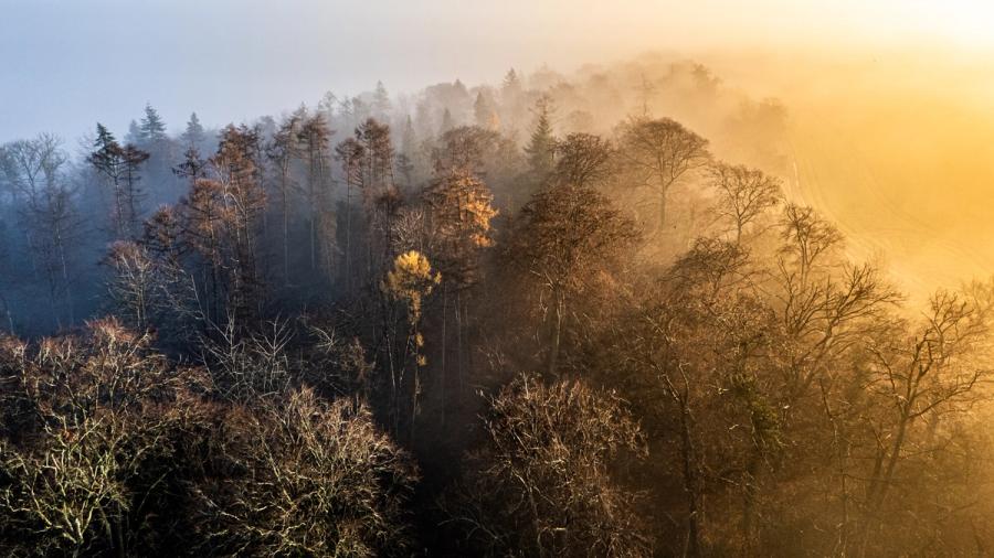 A winter woodland on the Chiltern escarpment above Henley-on-Thames, caught from the air as low morning sun burns through fog from the south-east. The light cleaves the canopy along a near-diagonal axis, leaving conifers and bare deciduous crowns in cold shadow to the left while the right half dissolves into warm haze. A single illuminated pine at mid-frame anchors the transition between the two atmospheres.