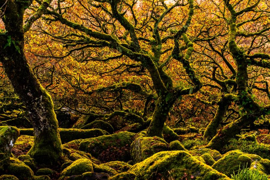 Veteran gnarled oak trees rise from a floor of moss-smothered boulders in Winstman's Wood on Dartmoor, their gnarled branches interlacing against a canopy still holding amber autumn foliage. The low November sun backlights the upper crown, separating the dark twisted limbs from the warm tonal wash behind. The layering of moss, rock, and branching architecture gives the composition unusual depth for a scene this enclosed.