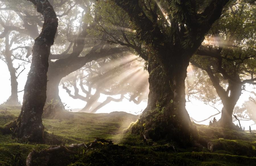 Crepuscular rays break through ancient laurisilva canopy in low morning mist, the gnarled moss-draped trunks framing a luminous gap in the forest interior. The diffuse atmosphere renders mid-ground trees as silhouettes, compressing depth and lending the scene an otherworldly stillness characteristic of Madeira's Fanal plateau. Captured at dawn in late May, when seasonal mist regularly pools among the laurel woodland.