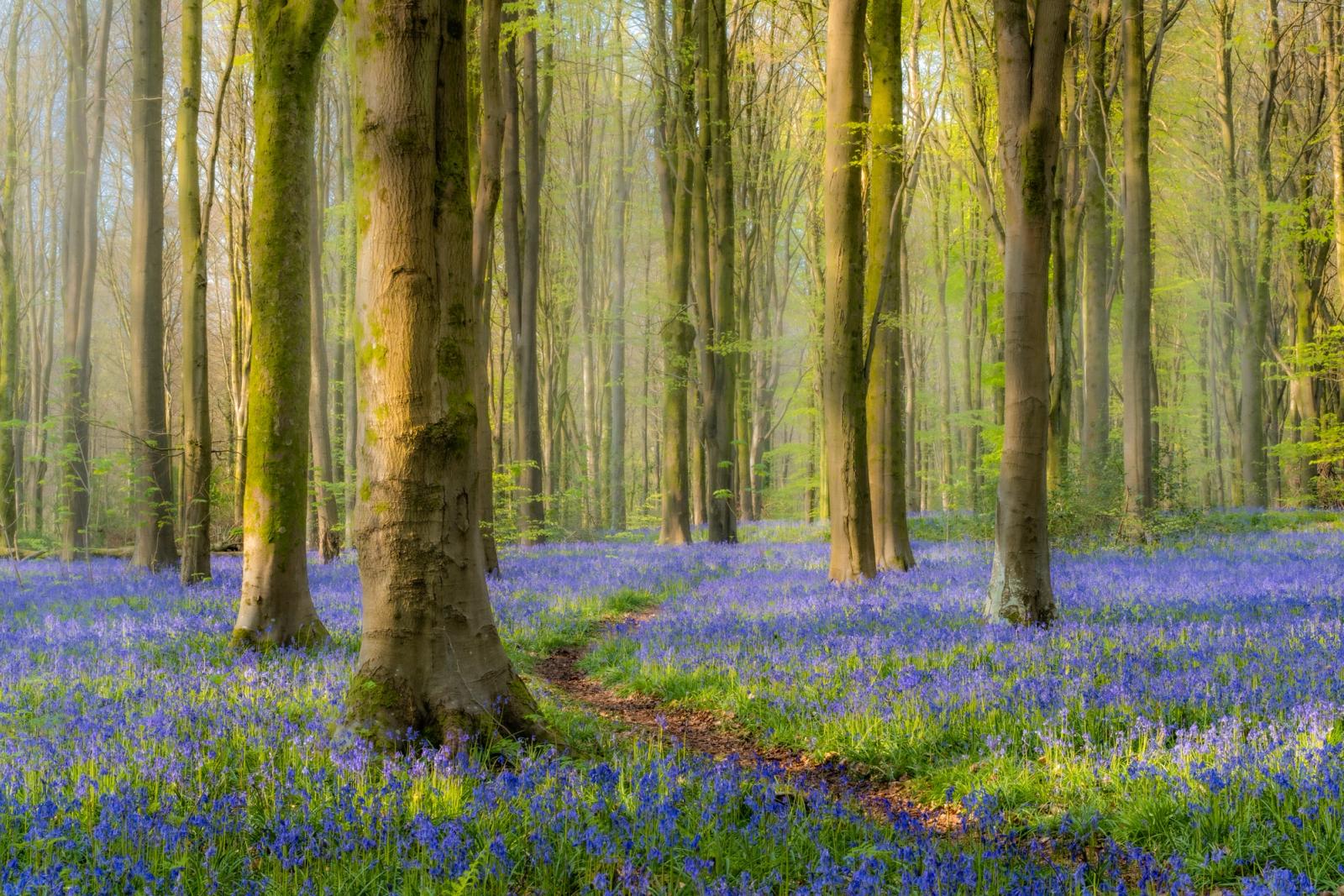 A winding deer path threads between moss-clad beech trunks through a dense carpet of bluebells at the peak of flowering in West Woods, Wiltshire. Soft early-morning mist diffuses the emerging canopy into pale green haze, giving depth and quiet luminosity to the woodland interior. The narrow trail draws the eye into the frame without resolving into open space, holding the viewer inside the scene.