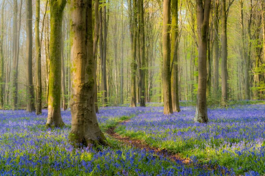 A winding deer path threads between moss-clad beech trunks through a dense carpet of bluebells at the peak of flowering in West Woods, Wiltshire. Soft early-morning mist diffuses the emerging canopy into pale green haze, giving depth and quiet luminosity to the woodland interior. The narrow trail draws the eye into the frame without resolving into open space, holding the viewer inside the scene.