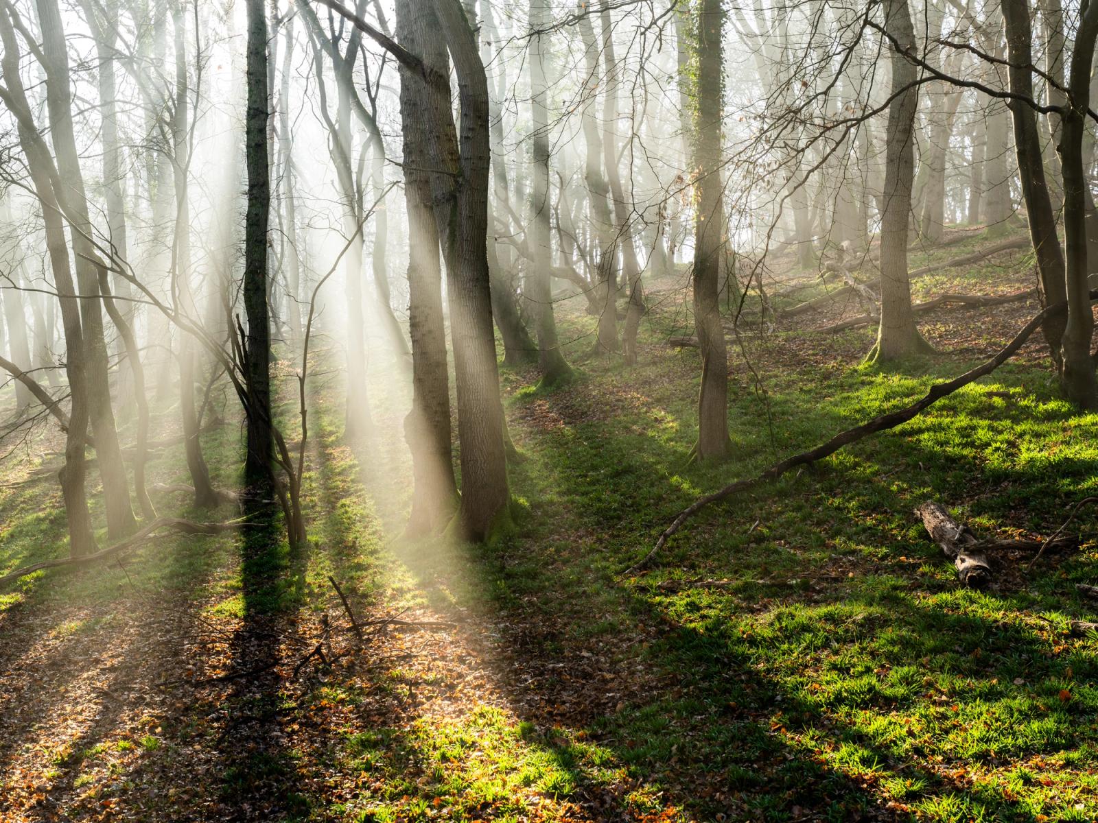 Crepuscular rays pierce low morning mist between bare-branched deciduous trees in the Chilterns, Oxfordshire, casting hard shadow bands across a leaf-litter floor edged with vivid early-spring grass. The interplay of shadow and illuminated vapour gives the scene a rare tonal range, from deep forest shadow to near-white diffusion at the source. Fallen timber and undulating ground anchor the middle distance without competing with the light.