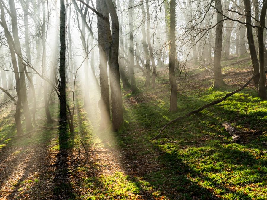 Crepuscular rays pierce low morning mist between bare-branched deciduous trees in the Chilterns, Oxfordshire, casting hard shadow bands across a leaf-litter floor edged with vivid early-spring grass. The interplay of shadow and illuminated vapour gives the scene a rare tonal range, from deep forest shadow to near-white diffusion at the source. Fallen timber and undulating ground anchor the middle distance without competing with the light.