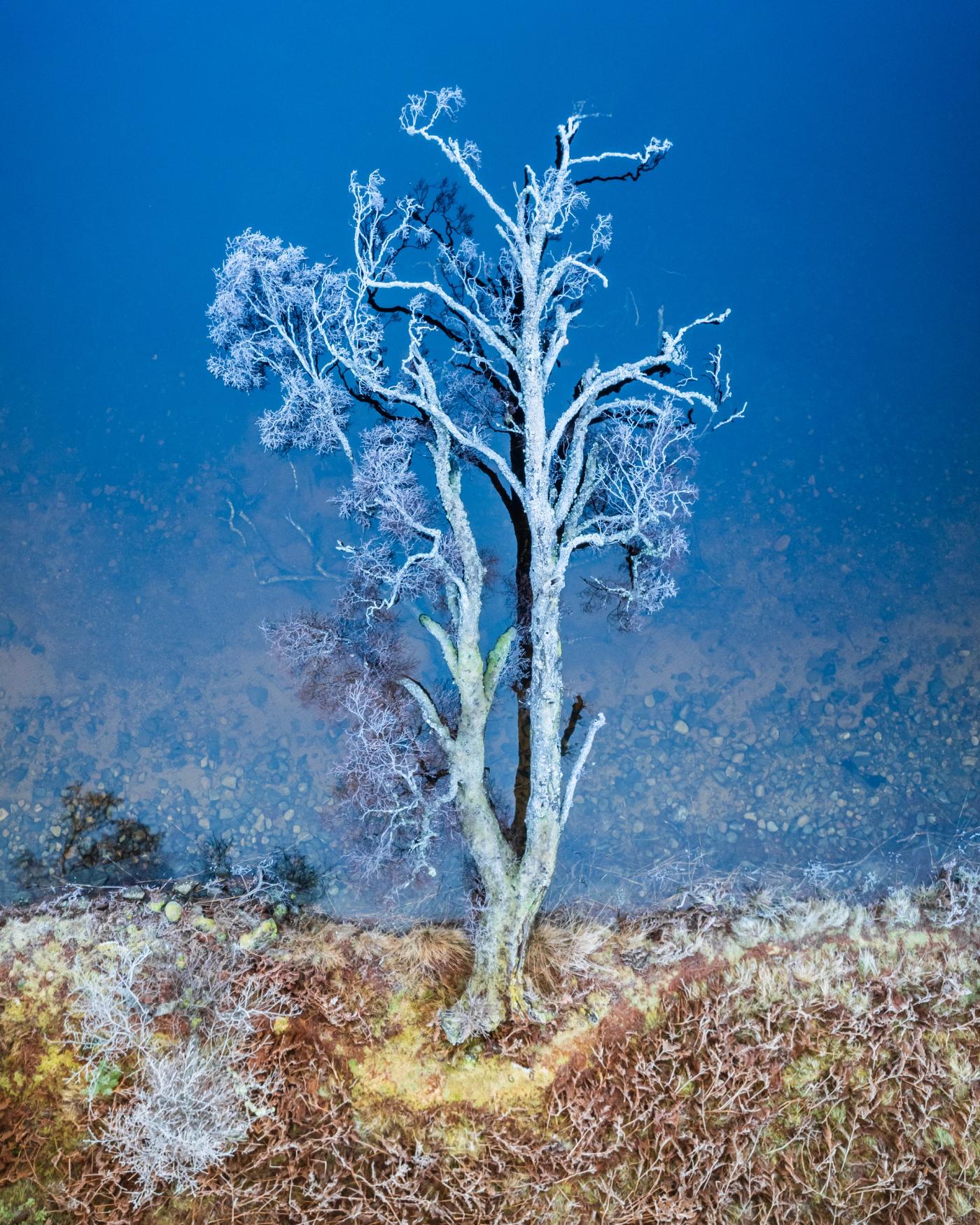 At first glance, this tree looks to be standing on a hilltop, covered in hoar frost, backed by a beautiful deep blue sky. However, on further inspection it becomes clear it has fallen onto it's side into a remote Scottish Loch. This was captured in the Cairngorms National Park in Scotland, on a bitterly cold winters morning, in December 2025. Whilst it was well below freezing, the water had not frozen as it was the first day of this cold spell.
