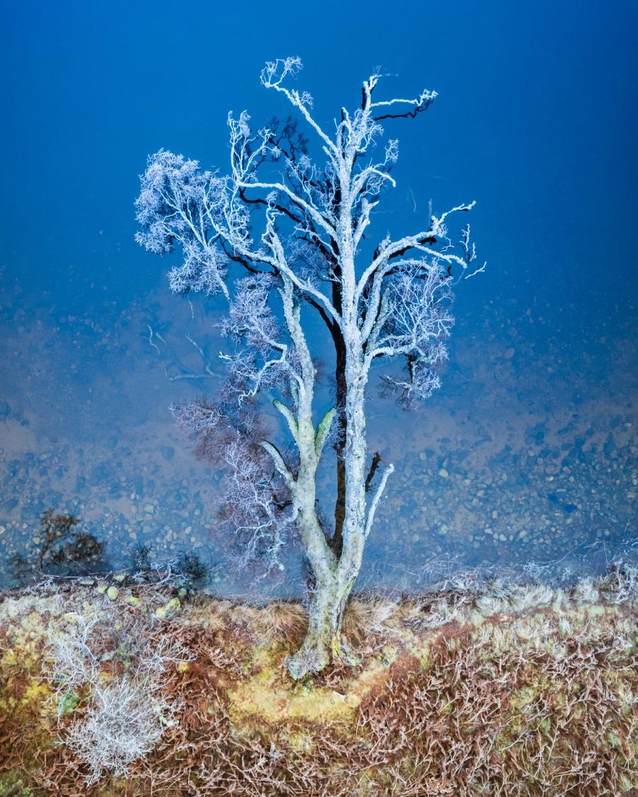 At first glance, this tree looks to be standing on a hilltop, covered in hoar frost, backed by a beautiful deep blue sky. However, on further inspection it becomes clear it has fallen onto it's side into a remote Scottish Loch. This was captured in the Cairngorms National Park in Scotland, on a bitterly cold winters morning, in December 2025. Whilst it was well below freezing, the water had not frozen as it was the first day of this cold spell.