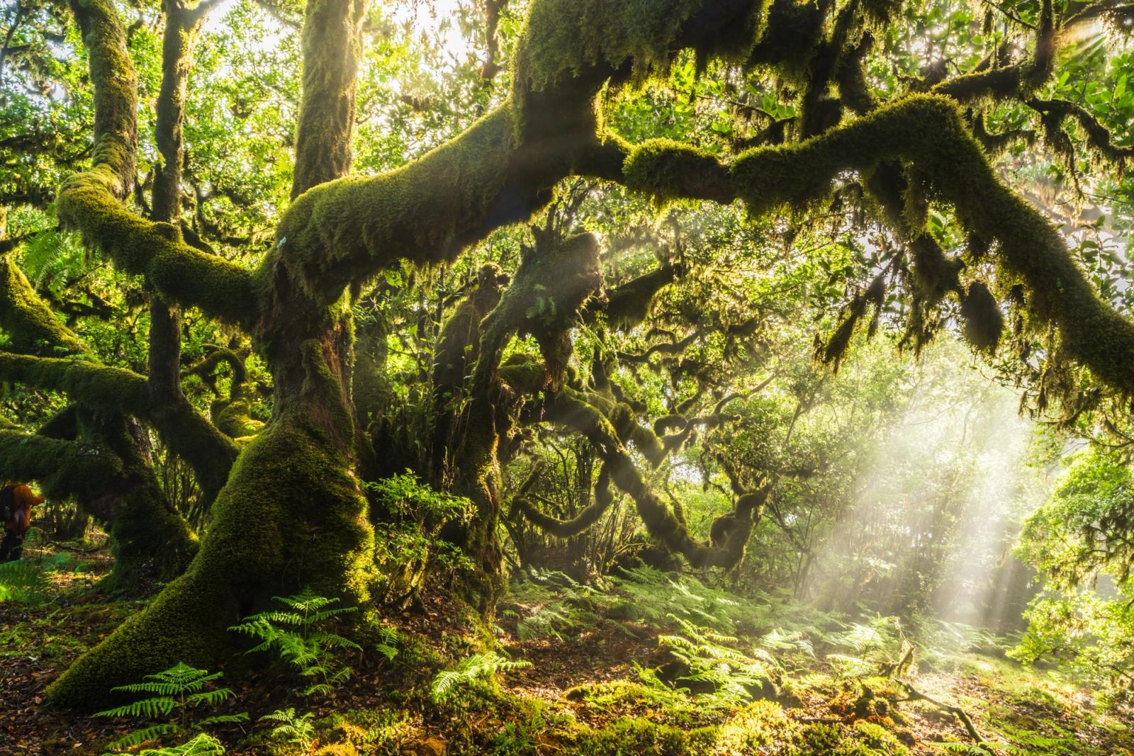 Twisted, moss-laden laurel trees arch across a forest interior as shafts of early morning light cut through residual mist. The gnarled limbs and dense bryophyte cover are characteristic of the Laurisilva, the ancient laurel forest of Macaronesia. Ferns carpet the forest floor beneath a canopy undisturbed for millennia.