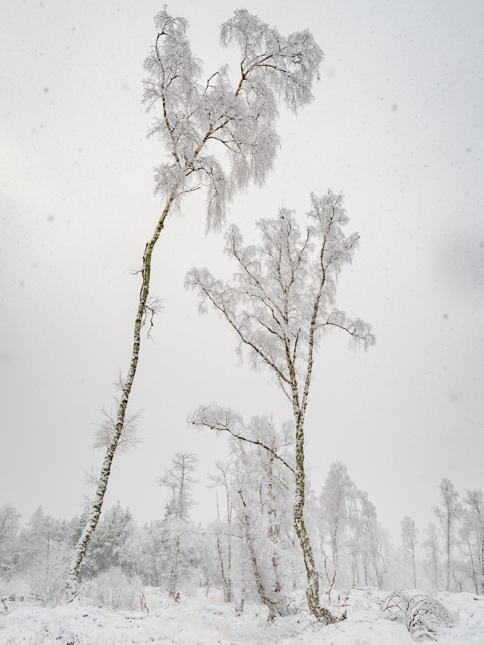 Winter Birch Twins