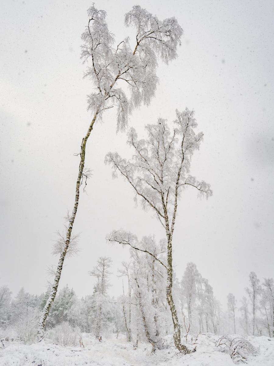 Winter Birch Twins