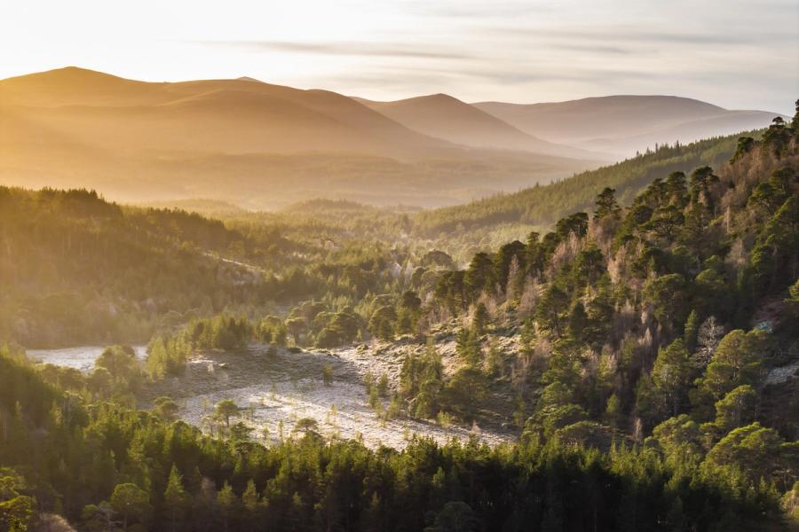 Low winter sun rakes across the upper Dee valley near Aviemore, illuminating a braided river channel threading through ancient Caledonian pinewoods. Receding ridges of the Cairngorms dissolve into atmospheric haze, the warm sidelight separating each plane of the landscape in tonal layers. The bare birch mixed through the Scots pine canopy confirms the depth of the season.