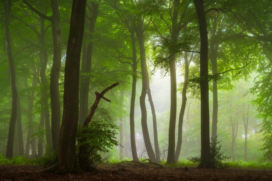 Late Summer / Early Autumn Fog, lush greens, beautiful beech trees with tons of character, Chilterns, UK