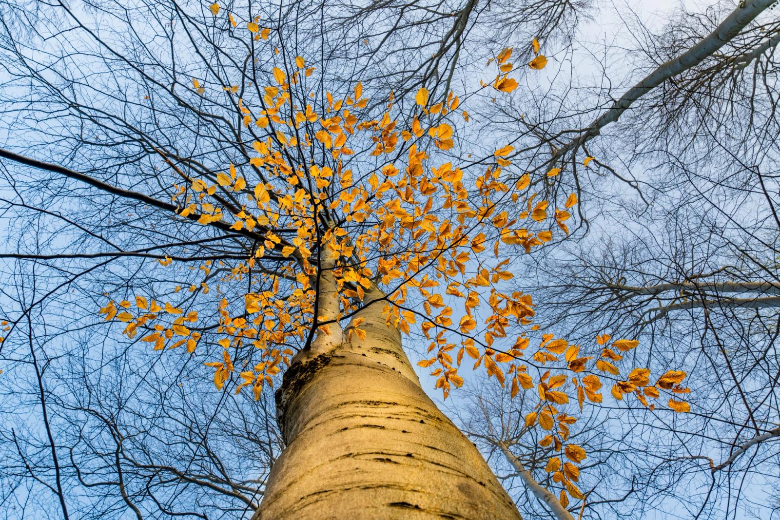 A worm's-eye view up the pale trunk of a beech tree in the Chilterns, Oxfordshire, its upper branches still carrying a sparse scatter of amber-gold marcescent leaves against a pale winter sky. The surrounding trees are fully bare, lending the single canopy an isolated, suspended quality. Captured in the early-morning blue of late March, the image sits at the threshold between winter's end and the first stirrings of spring.