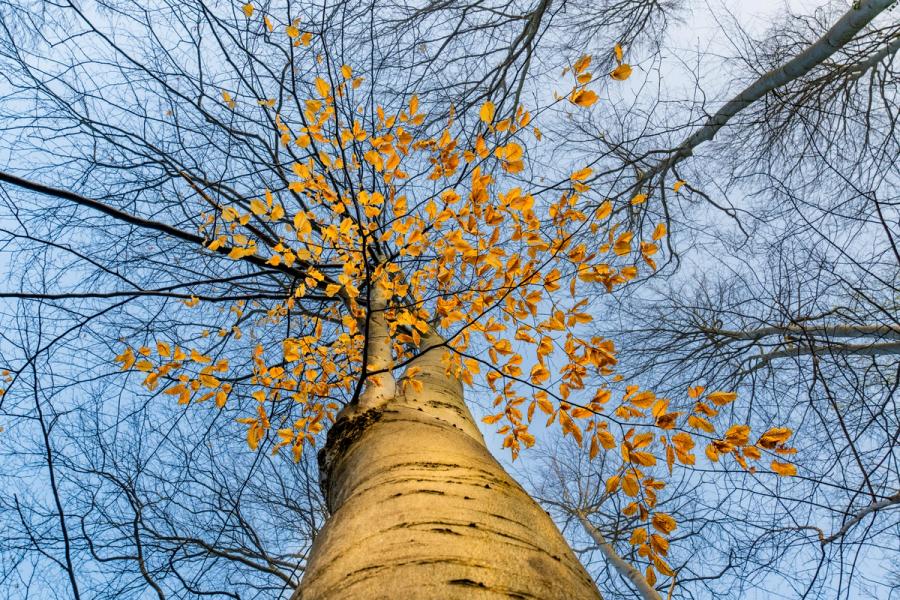 A worm's-eye view up the pale trunk of a beech tree in the Chilterns, Oxfordshire, its upper branches still carrying a sparse scatter of amber-gold marcescent leaves against a pale winter sky. The surrounding trees are fully bare, lending the single canopy an isolated, suspended quality. Captured in the early-morning blue of late March, the image sits at the threshold between winter's end and the first stirrings of spring.