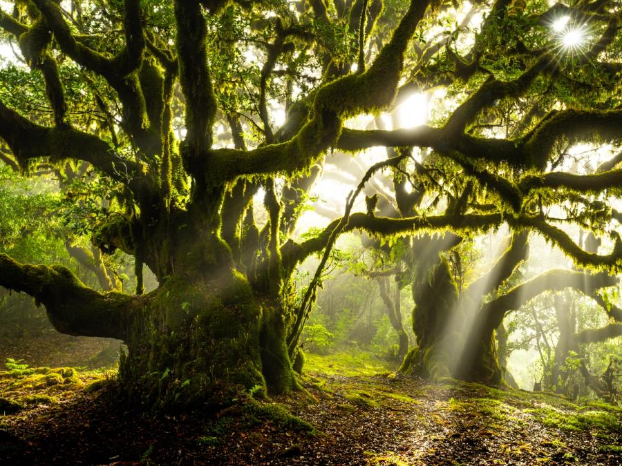 Crepuscular rays pierce the canopy of a moss-laden laurel forest at dawn, the branches of an ancient tree draped in fern and bryophyte against a luminous wall of mist. The Laurisilva of Madeira, a UNESCO-listed relic of the Tertiary period, holds this quality of light only briefly each morning when cloud and sun align at the forest edge. The image works through structural tension — the weight of the horizontal limbs pressing against vertical shafts of light.