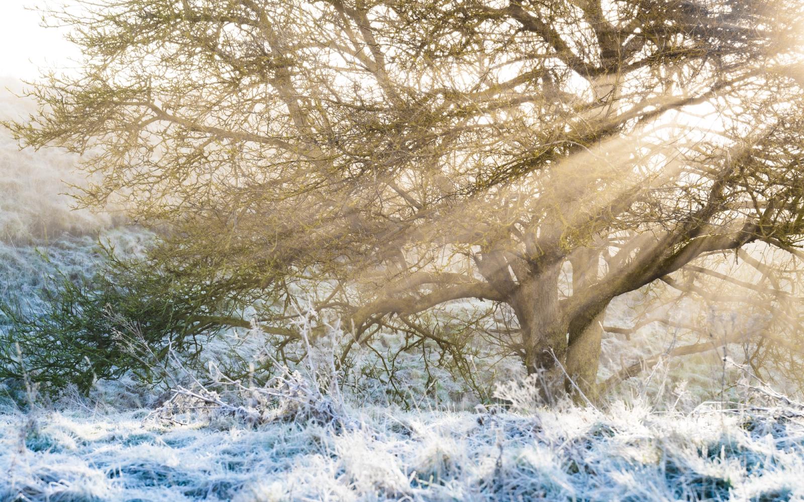 Low winter sun breaks through mist behind a spreading hawthorn, casting visible light rays through bare, lichen-covered branches. Hoarfrost holds on the rough grassland and scrub below, the cold blue of the frosted foreground contrasting with the warm backlight. The combination of crepuscular rays and frost suggests a brief, still moment in early morning before the mist fully lifts.
