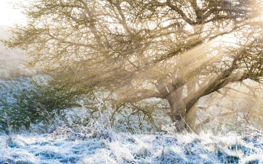 Low winter sun breaks through mist behind a spreading hawthorn, casting visible light rays through bare, lichen-covered branches. Hoarfrost holds on the rough grassland and scrub below, the cold blue of the frosted foreground contrasting with the warm backlight. The combination of crepuscular rays and frost suggests a brief, still moment in early morning before the mist fully lifts.