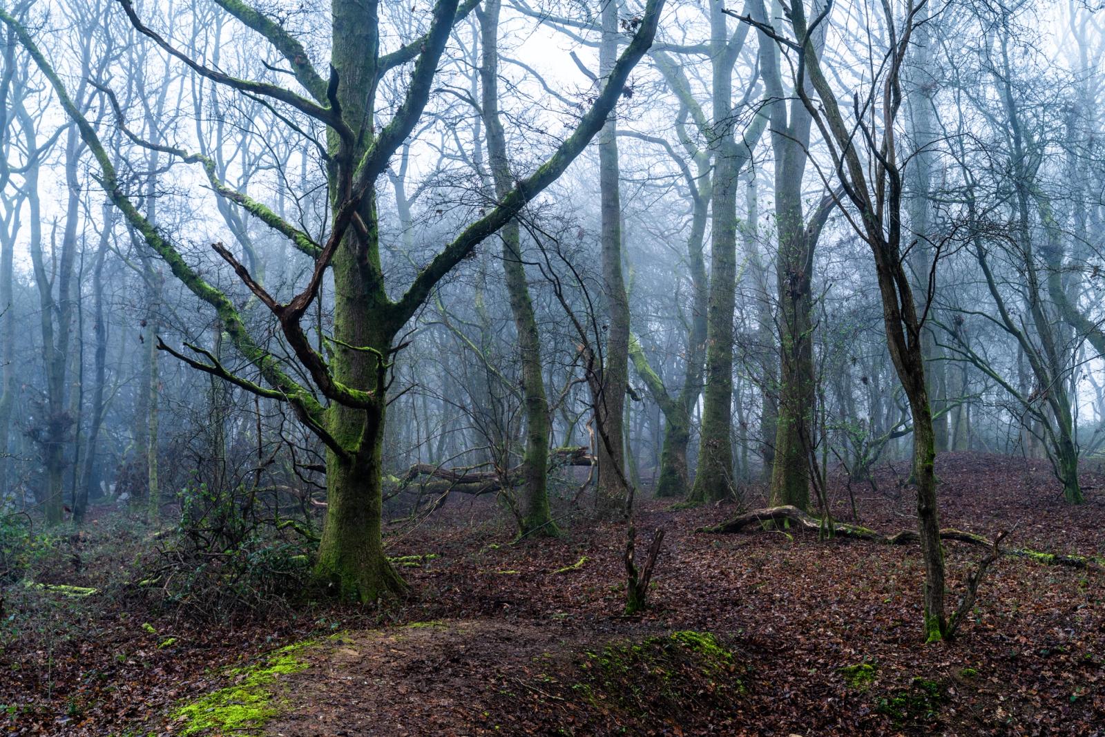 Bare deciduous woodland in the Chilterns, Oxfordshire, photographed in early-morning fog, the foreground trees carrying vivid moss on their lower bark while receding trunks dissolve into a cool grey middle distance. The leaf-litter floor and fallen timber suggest an undisturbed ancient woodland edge, likely early March before bud-break. Diffuse flat light preserves the layered depth without competing highlights.