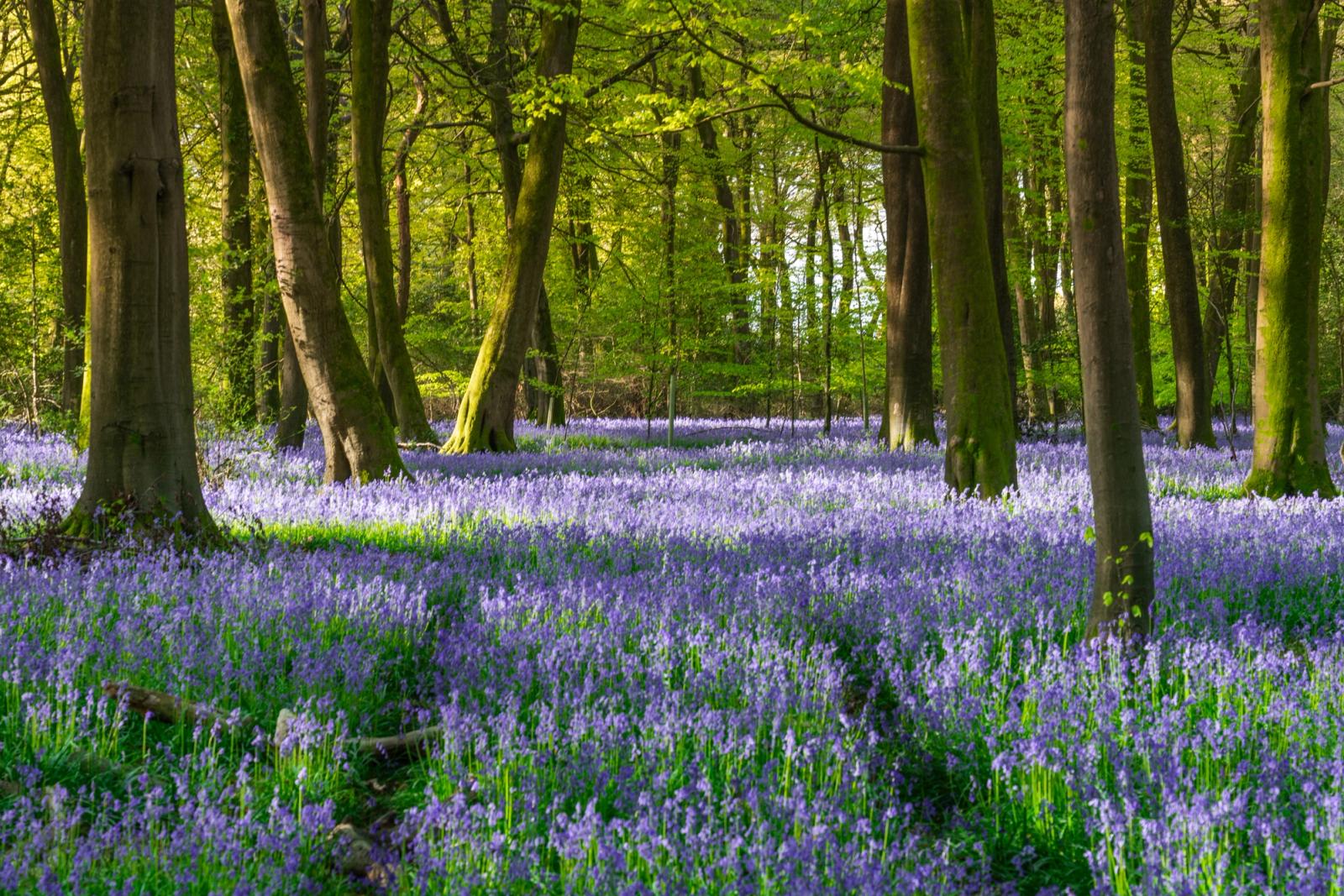 A carpet of native bluebells floods the floor of a deciduous beech woodland in the Chilterns, Oxfordshire, photographed at dawn in late April, the low raking light catching the moss-covered trunks and fresh canopy growth above. The depth of flower coverage and the recession of tree stems into the mid-distance give the scene quiet structural rhythm. No mist is present, but the early-morning quality of light lends a softness that restrains what might otherwise read as a saturated subject.