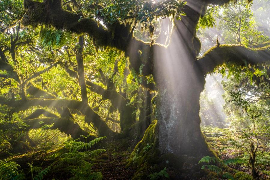 Crepuscular rays break through the canopy of an ancient moss-draped laurel, scattering in the moisture-laden air of the Madeiran laurisilva forest at dawn. The gnarled, fern-hung limbs and buttressed root system suggest a tree of considerable age, its mass anchoring a scene of unusual atmospheric intensity. Mist acts as the medium that renders the light visible, transforming a woodland interior into something close to elemental.