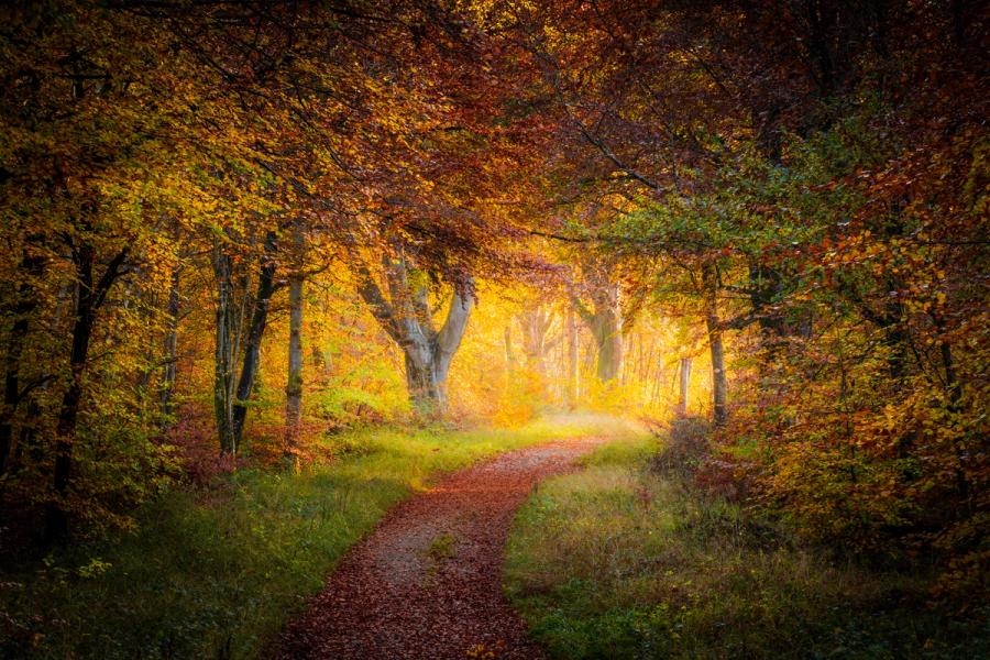 A leaf-covered track in the Chilterns, Oxfordshire draws the eye toward a glowing break in the beech canopy, where diffuse autumn light saturates the mid-distance with amber. The dark foreground framing and arching branches form a natural tunnel, concentrating atmosphere at the vanishing point. Post-processing has deepened the surrounding tones, heightening the contrast between shadow and the luminous centre.