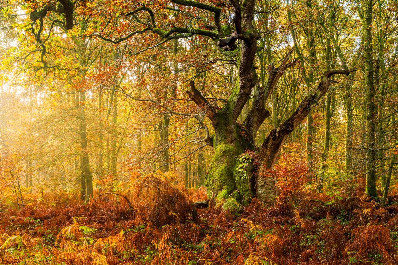 A gnarled, moss-covered oak stands amid bracken and mist-softened woodland light in Savernake Forest. Angled morning sun pierces the canopy from the left, casting a warm luminous haze through the autumn foliage and lending the scene a quality of stillness rarely captured without careful positioning. The multi-stemmed trunk, weathered and lichen-patched, anchors the frame against a receding stand of deciduous trees still holding their copper and gold leaf.