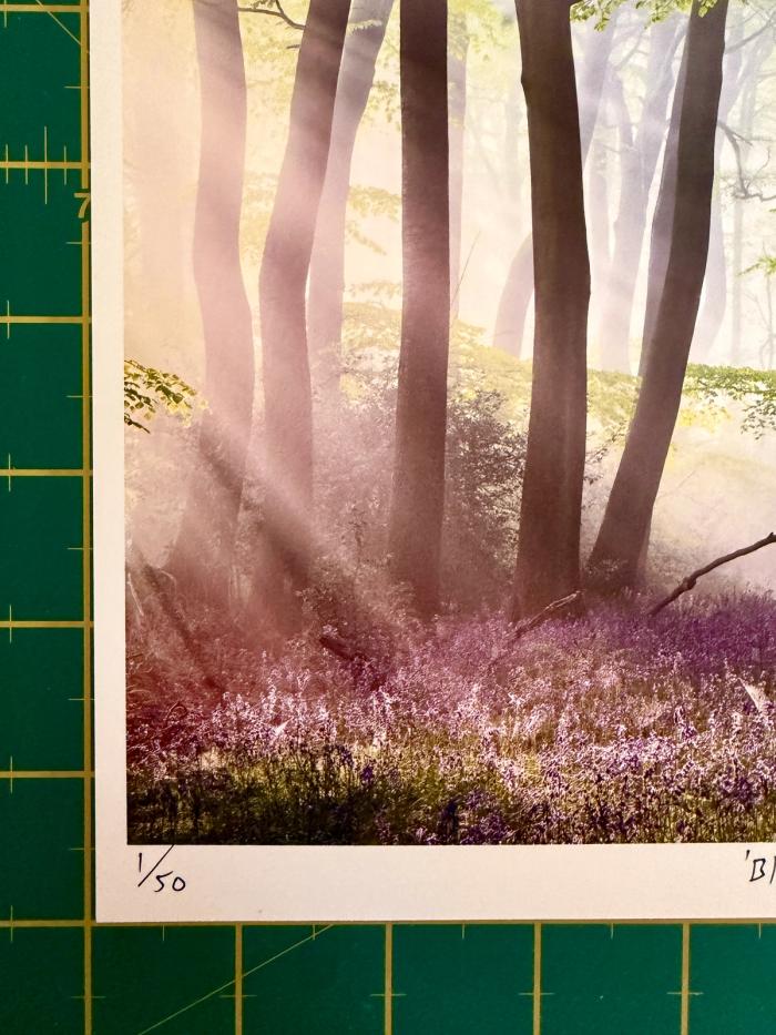 Bluebells at sunrise printed a4 with the edition number in the bottom left corner