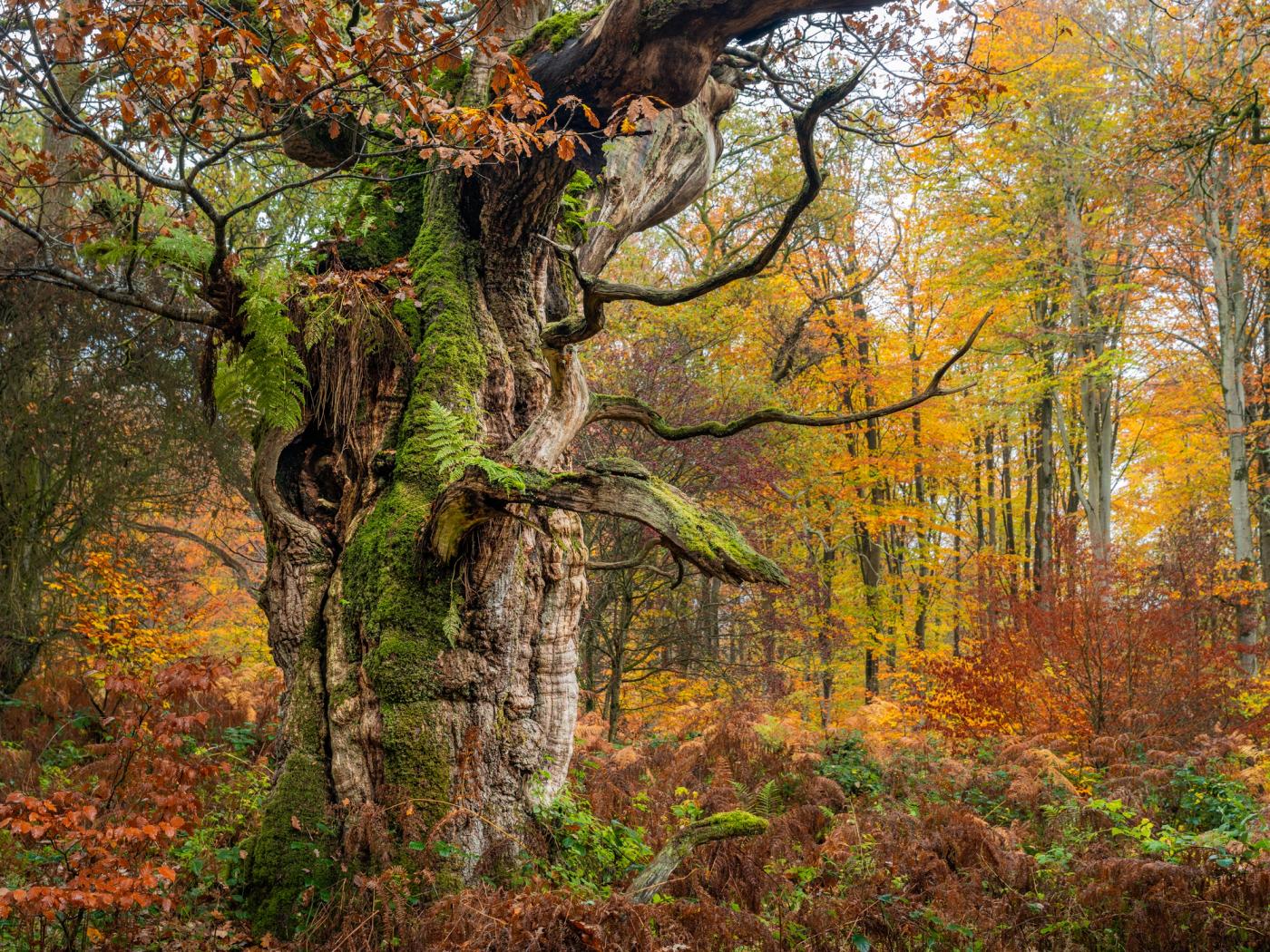 A massively girthed veteran oak, its bark fissured and moss-laden, stands amid bracken and autumn beech woodland in Savernake Forest, under flat November light. Epiphytic ferns colonise the upper trunk, evidence of decades of moisture retention within a sheltered understorey. The diffuse overcast suppresses shadow, allowing the bark texture and the copper-and-gold woodland beyond to hold equal weight.