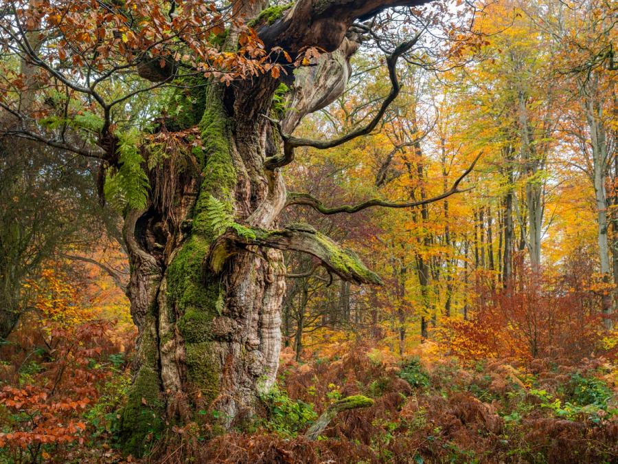 A massively girthed veteran oak, its bark fissured and moss-laden, stands amid bracken and autumn beech woodland in Savernake Forest, under flat November light. Epiphytic ferns colonise the upper trunk, evidence of decades of moisture retention within a sheltered understorey. The diffuse overcast suppresses shadow, allowing the bark texture and the copper-and-gold woodland beyond to hold equal weight.