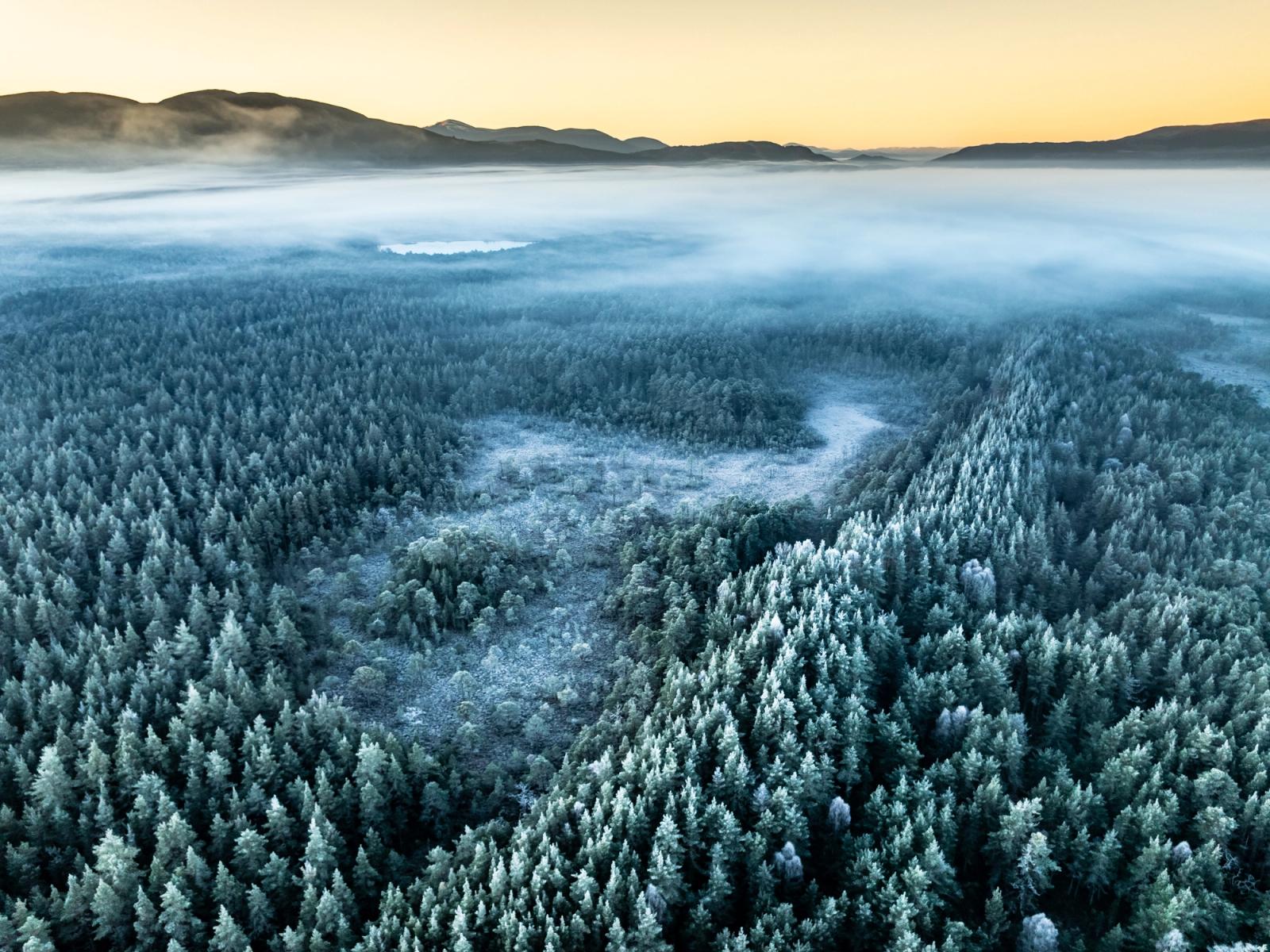 A temperature inversion fills the straths of the Cairngorms at dawn on Christmas morning, submerging the lower glens in fog while Scots pine forest, heavy with hoarfrost, emerges above the cloud line. A frozen lochan glints through a gap in the mist near Boat of Garten, with the profile of the Cairngorm plateau silhouetted against a pale amber horizon. The colour contrast between the warm sky and the blue-grey frost-laden canopy gives the frame unusual tonal range for an aerial winter shot.