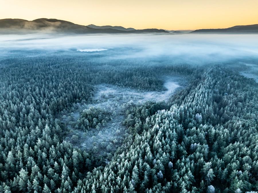 A temperature inversion fills the straths of the Cairngorms at dawn on Christmas morning, submerging the lower glens in fog while Scots pine forest, heavy with hoarfrost, emerges above the cloud line. A frozen lochan glints through a gap in the mist near Boat of Garten, with the profile of the Cairngorm plateau silhouetted against a pale amber horizon. The colour contrast between the warm sky and the blue-grey frost-laden canopy gives the frame unusual tonal range for an aerial winter shot.