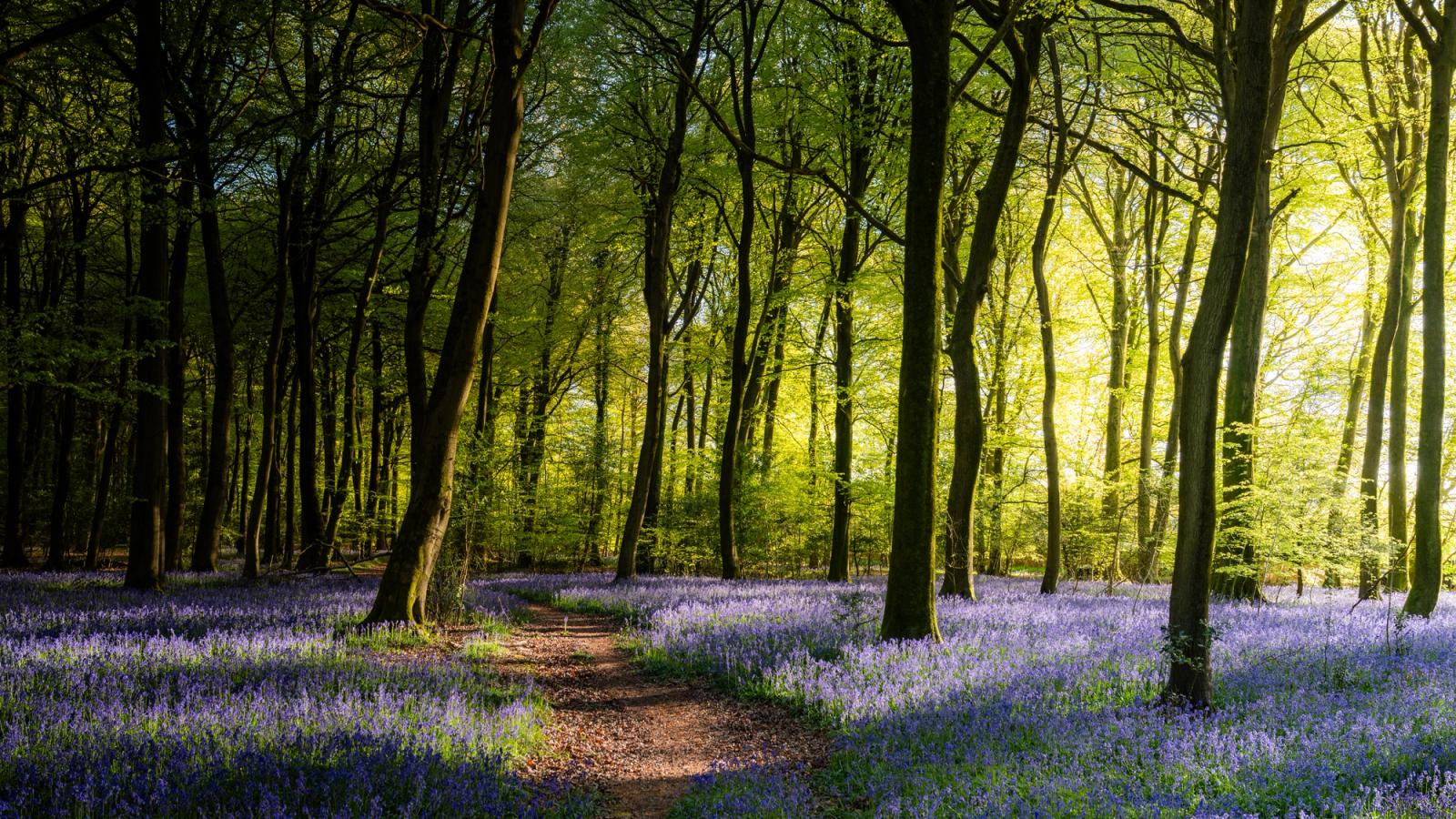 A narrow earth path winds through mature beech woodland in the Chilterns, Oxfordshire, its floor carpeted in flowering bluebells and lit by low spring morning light breaking through the canopy from the east. The contrast between the dark foreground trunks and the backlit, lime-green foliage creates depth and draws the eye into the wood. Timing places this at peak bluebell season, with the low sun angle suggesting early morning capture consistent with the recorded time.