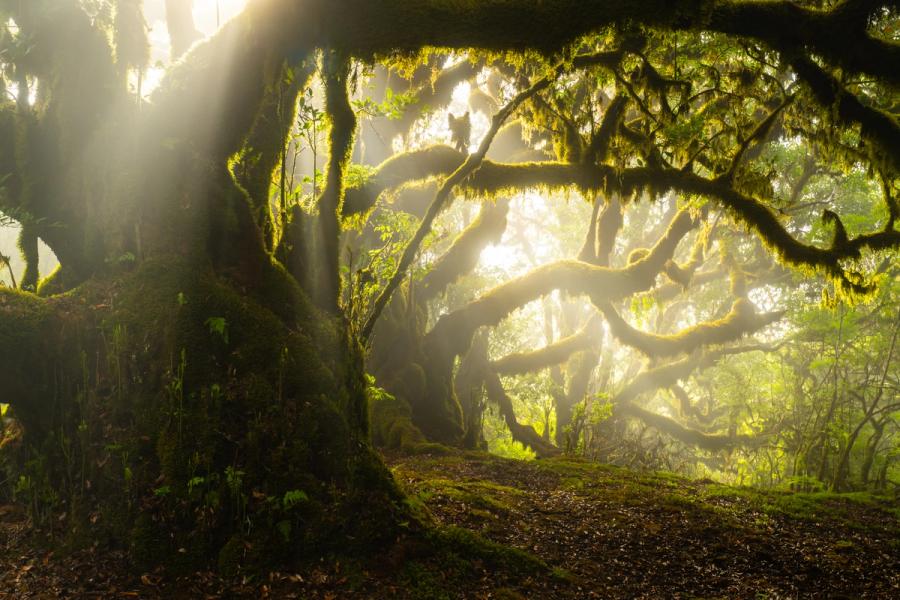 Crepuscular rays break through morning mist in a laurisilva forest, illuminating the contorted, moss-draped limbs of an ancient laurel. The low angle places the viewer within the canopy architecture, the path drawing the eye toward a luminous, fog-softened interior. Captured at first light, when brief atmospheric conditions transform the forest into something close to elemental.