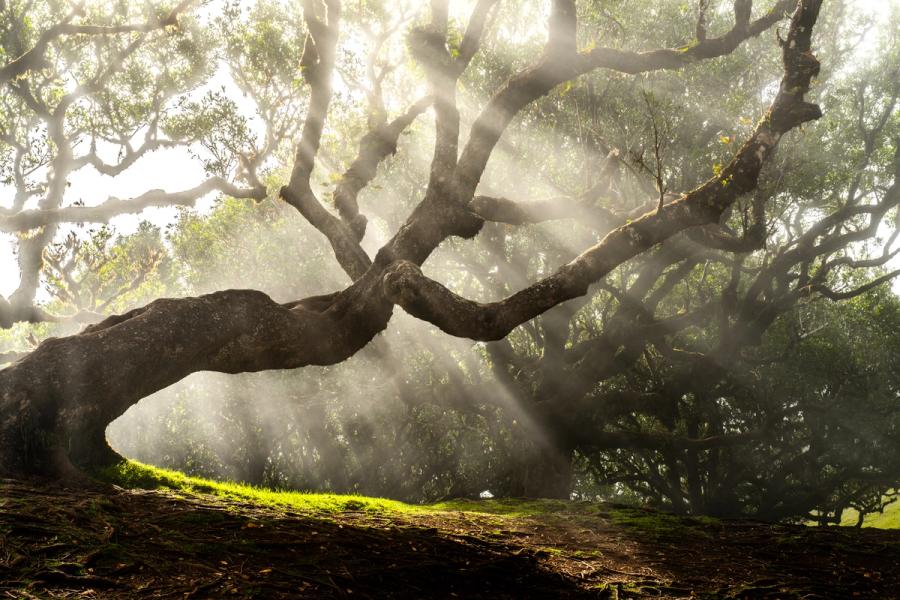 Crepuscular rays break through a canopy of laurisilva forest, illuminating the twisted limb of a veteran tree as mist drifts between the trunks. The low angle places the gnarled branch as a strong foreground diagonal, anchoring the composition against the soft diffusion of backlit fog. A patch of moss-edged grass catches the first direct light at bottom left, grounding an otherwise aerial scene.