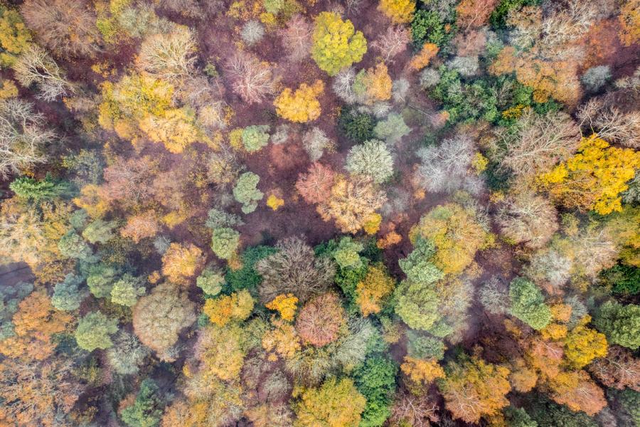 A nadir aerial view over mixed deciduous woodland near Henley-on-Thames reveals the fragmented palette of late autumn: yellowing oak and field maple alongside bare-branched specimens and persistent evergreen scrub. Flat overcast light suppresses shadow and foregrounds the textural complexity of individual crowns, the dark forest floor visible between them lending depth to an otherwise planar composition.