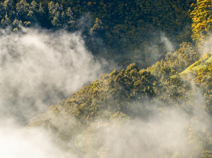 Morning cloud pools in the valleys below Canhas, Madeira, partially submerging a steep hillside of eucalyptus and laurel. Low sun catches the upper canopy in warm yellow-green against the darker, shadow-held forest above. The aerial vantage compresses the diagonal of the ridge into a single layered plane of mist and woodland.