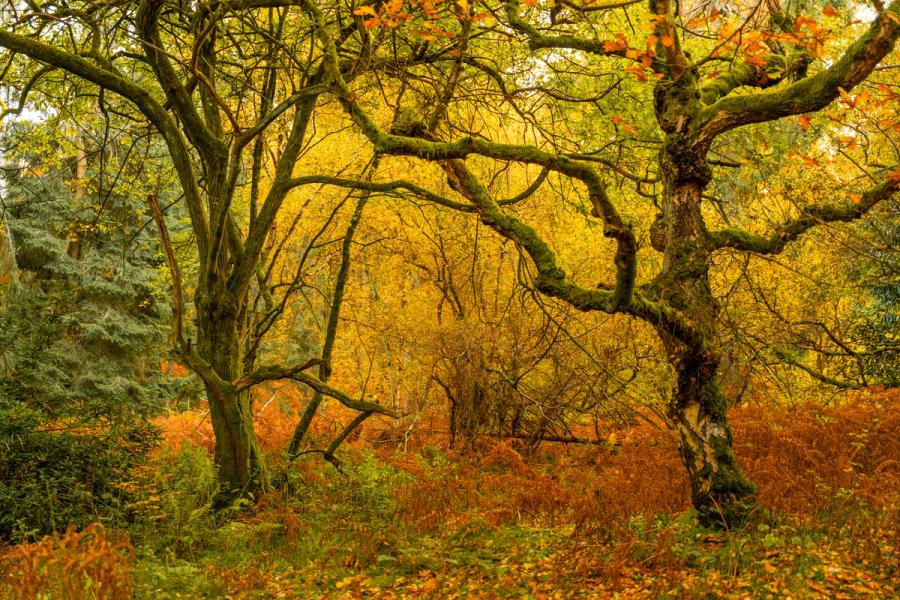 Two moss-covered deciduous trees frame a dense understorey of bracken and fallen leaves in full autumn colour. The flat, diffuse light flattens depth and removes the atmospheric separation that might have elevated the composition. The scene has quiet character but lacks a clear focal anchor to draw the eye through the frame.