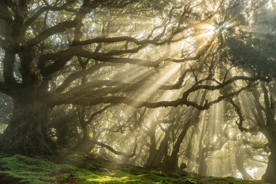 Crepuscular rays pierce a canopy of ancient laurel trees as morning mist lingers between the trunks. The interplay of silhouetted branches against diffused backlight gives the forest a cathedral quality, the moss-carpeted floor anchoring the composition below. Fanal forest, Madeira, is the most plausible location given the distinctive gnarled laurisilva structure.