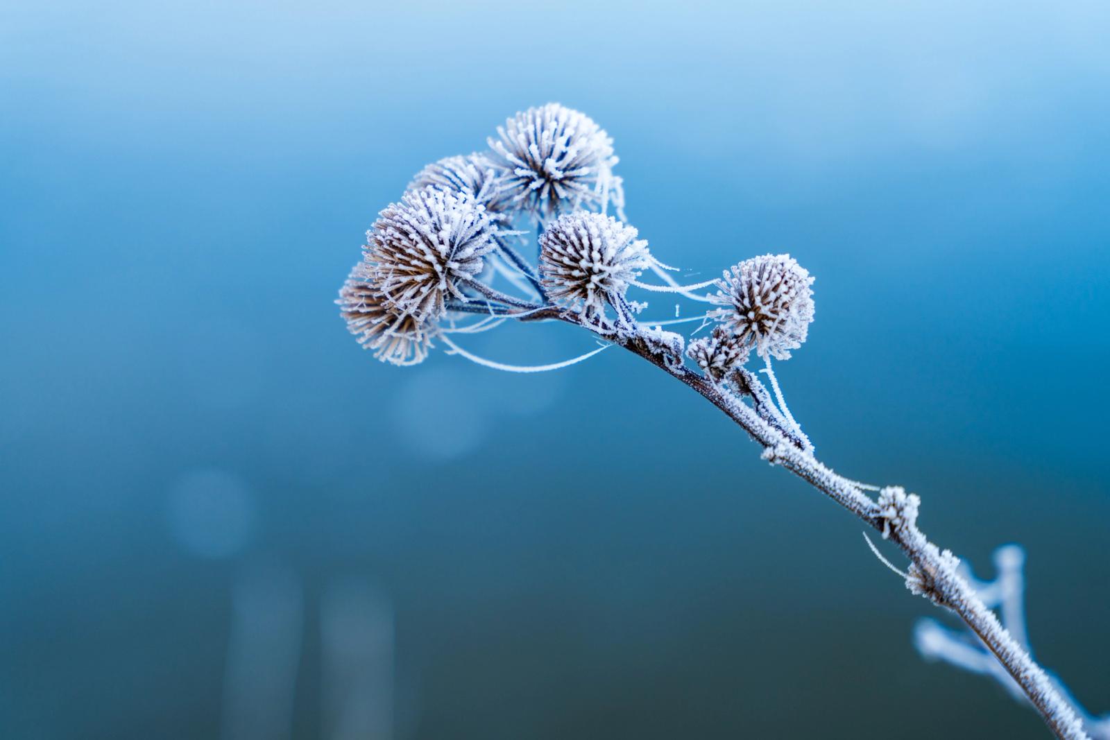 Hoarfrost coats a cluster of dried seedheads and trailing spider silk on a slender branch, suspended against a soft blue-grey background suggestive of still water or mist. The freezing conditions have crystallised every spine and filament, creating a delicate tracery that holds the cold air of a December morning.