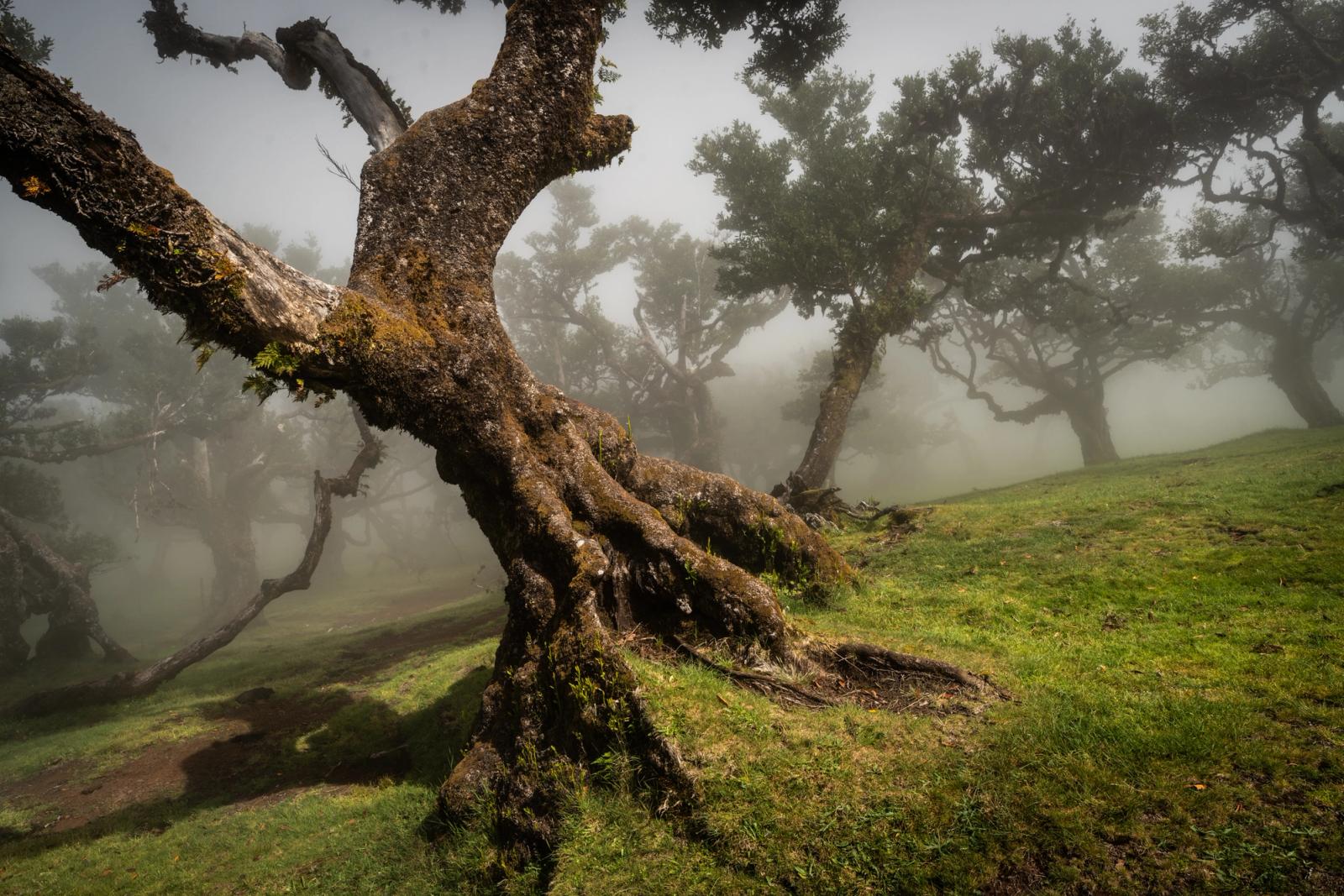 Ancient Til laurel trees emerge from dense cloud in the Fanal forest, Madeira, their moss-encrusted trunks contorted by centuries of Atlantic weather. The foreground subject splits into crossing limbs that draw the eye through successive layers of mist toward the ghost-like canopy beyond. The diffuse light and muted palette hold the mood without sentimentality.