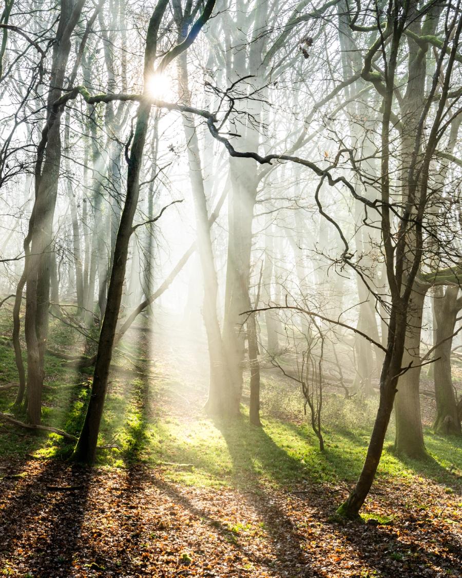 Crepuscular rays break through bare deciduous woodland in the Chilterns, Oxfordshire, on a misty late-winter morning, the low sun rendered as a starburst between two dominant trunks. Leaf litter on the woodland floor and moss-covered banks on either side frame the column of light, while receding trees dissolve into fog. The scene sits at the transitional moment between winter dormancy and the first suggestion of spring growth.