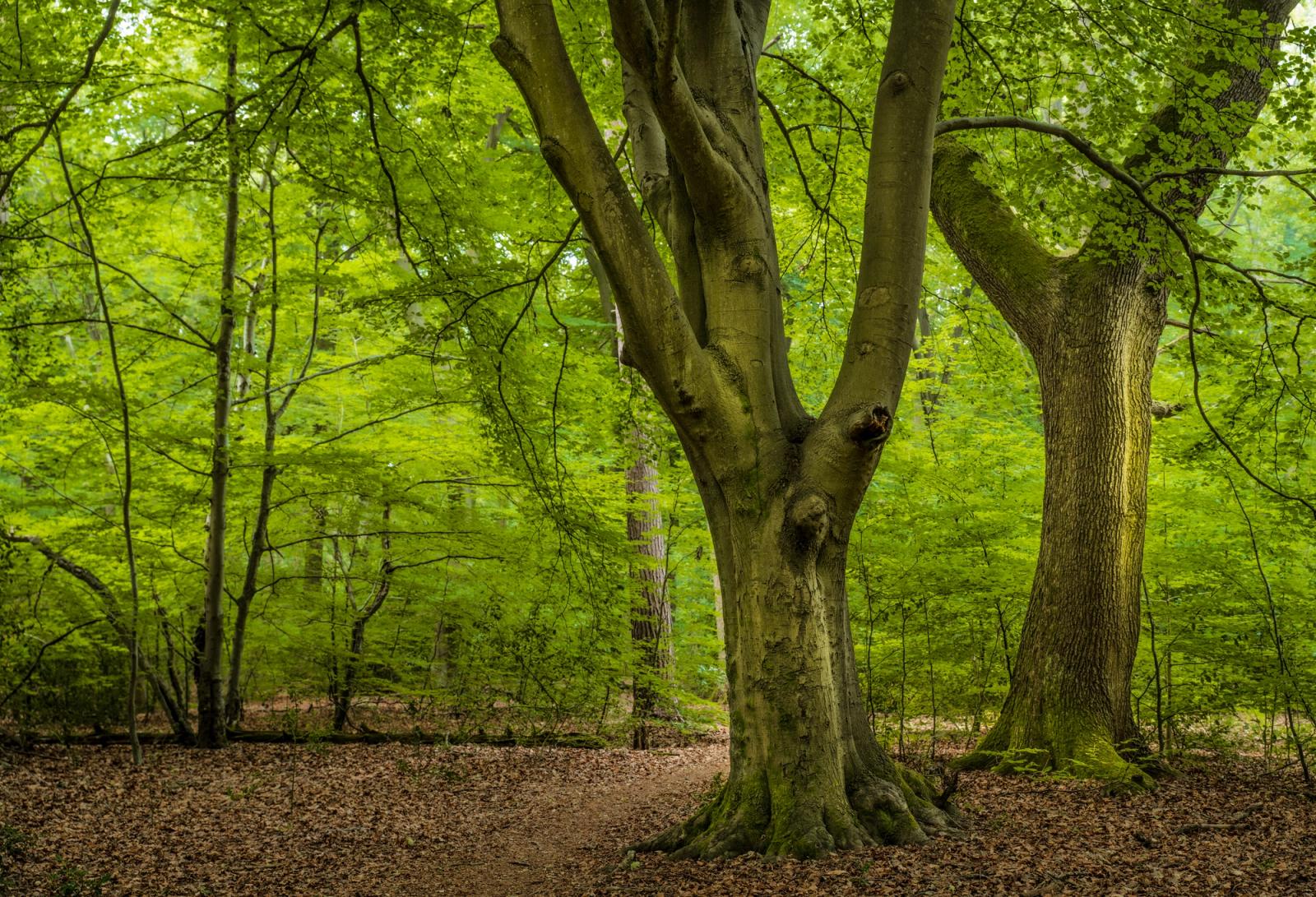 A veteran beech in the Chilterns, Oxfordshire, divides into twin leaders above a leaf-littered woodland floor, its muscular trunk and burr scars set against a canopy in full summer leaf. Soft, directionless overcast light suppresses shadow and saturates the yellow-green foliage, giving the scene an enclosed, interior quality. The absence of a strong focal anchor or atmospheric condition keeps the image within portfolio territory rather than competition grade.