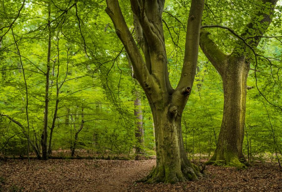A veteran beech in the Chilterns, Oxfordshire, divides into twin leaders above a leaf-littered woodland floor, its muscular trunk and burr scars set against a canopy in full summer leaf. Soft, directionless overcast light suppresses shadow and saturates the yellow-green foliage, giving the scene an enclosed, interior quality. The absence of a strong focal anchor or atmospheric condition keeps the image within portfolio territory rather than competition grade.