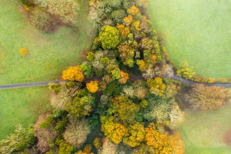A narrow country lane cuts through a belt of mixed deciduous woodland near Henley-on-Thames, photographed directly overhead in late autumn. The canopy ranges from deep evergreen through amber and gold to bare-limbed grey, mapping the uneven pace of leaf-fall across species. Soft, flat overcast light suppresses shadow and unifies the palette without flattening the texture of individual crowns.