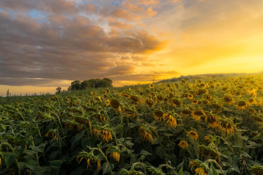 A field of late-season sunflowers, most heads drooping and past their peak, stretches toward a horizon where a stormy sky breaks apart to reveal a broad yellow glow at sunset. The tension between the spent crop and the dramatic sky gives the scene a melancholy, end-of-season quality. Treeline detail on the horizon suggests temperate agricultural lowland.