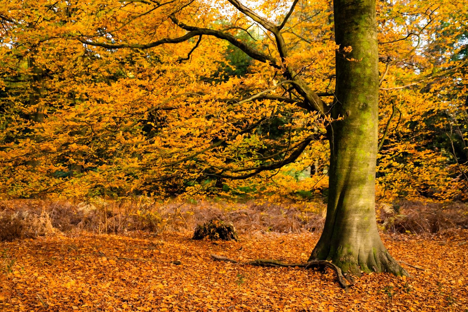 A mature beech stands at the woodland edge in the Chilterns, Oxfordshire, its canopy still holding amber foliage above a floor deep in fallen leaves. Bracken and heathland scrub behind suggest a forest margin. The flat midday overcast gives even illumination but little mood.